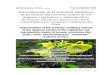 Determinación de la actividad inhibidora de proteasas … · (Malvaceae); Carica candicans A. Gray “papaya silvestre” “odeque” (Caricaceae); Apodanthera ferreyrana Mart
