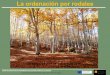La ordenación por rodales - Gobierno de Aragón · • Analizar los elementos del medio natural, ... Caracterización de estratos de matorral y pastizal. ... • Descripción de