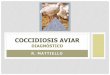 COCCIDIOSIS AVIAR - aydproyectos.com.ar · especies de eimerias en aves de producciÓn