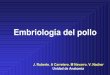 J. Ruberte. A Carretero. M Navarro. V. Nacher …videosdigitals.uab.es/.../21197/embriologia/embrio_pollo.pdfPoro (SEM) El ovario y el útero de la gallina Fecundación Ver vídeo