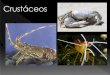 Crustáceos - presentacionesanimales.files.wordpress.com · SubphylumCrustacea Se han descrito alrededor de 67, 000 especies. Incluyen las langostas, los camarones y los cangrejos