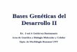 Bases Genéticas del Desarrollo II · GENES DEL DESARROLLO DEL SISTEMA CARDIOVASCULAR HOX: Hoxa-2, a - 3, a - 4 y a –5 MyOD: Diferenciación del músculo cardíaco. GENES GATA: