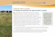 Consejos sobre la sequía: El manejo de pastizales de riego ... · especies como el pasto bromo o el pasto de trigo. Sin embargo, ... Pastizal tall fescue irrigado en el Valle Shasta,
