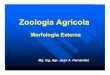 Zoología Agrícolaecaths1.s3.amazonaws.com/zoologiaagricolaunt/1120980213.MORFOLOGIA... · Clasificación del Reino Animal Subreino Protozoa: Animales unicelulares, microscópicos,