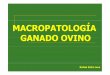 MACROPATOLOGÍA GANADO OVINO - uco.es · LESIONES DEL ABOMASO LESIONES DEL INTESTINO Enteritis inespecíficas Enteritis especiales Lesiones parasitarias. ESÓFAGO, PREESTÓMAGOS Y