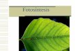 Fotosíntesis - morfo-fisio-vegetal.yolasite.commorfo-fisio-vegetal.yolasite.com/resources/Fotosíntesis-Historia.pdf · Importancia •En la fotosíntesis, se libera el oxígeno
