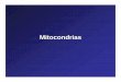 Mitocondrias - Peroxisomasalevazquez.com.ar/pdfs/Mitocondrias_Peroxisomas.pdf · • Posee 1 o 2 moléculas de ADN mitocondrial • Además podemos encontrar ribosomas mitocondriales