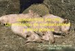 Salmonelosis porcina Un problema de sanidad animal y salud ... · En los estudios sobre salmonelosis porcina en España han participado: Jordi Casal 1,2 Margarita Martín 1,2 