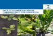 Guía de identificación de fitotoxicidad por herbicidacreasurdesantafe.com.ar/wp-content/uploads/2017/01/GUIA-FITO-1.PDF.pdf · I GUÍA DE INDENTIFICACIÓN DE FITOTOXICIDAD POR HERBICIDA