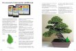 Un accesorio interesante: safeBonsaisafebonsai.com/pdf/pasion89.pdf · 120 121 volvamos a casa encontraremos nuestros bonsái sanos y salvos. El funcionamiento es muy simple: Primero