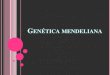 Presentación de PowerPoint · 2016-08-09 · Clásica o Mendeliana: Se basa en las leyes de Mendel para predecir la herencia de ciertos caracteres o enfermedades