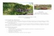 Ajardinamiento de zonas verdes I.E.S. Lomo Apolinario ... · un huerto ecológico usando el método de” Parades en Crestall” desarrollado por Gaspar Caballero en la Zona 2, 