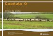 Ovino de leche - intiasa.esa... · ovejas, el 27% del censo de ovino de razas lecheras. En Navarra, la producción de leche de oveja proviene del ordeño de 105.000 ovejas en aproximadamente