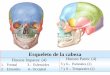 Esqueleto de la cabeza - Departamento de Medicina · Esqueleto de la cabeza. HUESO FRONTAL. Hueso Frontal • Cara Externa: ... Hueso Impar medio, simétrico,irregular; situado en