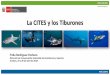 La CITES y los Tiburones - peru.oceana.orgperu.oceana.org/sites/default/files/5119/ppttiburones_minam.pdf · Tumbes, 19 y 20 de abril de 2018. PERÚ NATURAL PERÚ LIMPIO ... •Convención