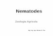 Nematodesecaths1.s3.amazonaws.com/zoologiaagricolaunt/1592903148.Phyllum... · plantas emparentadas botánicamente ... Polífagos: afectan a un amplio rango de plantas. Meloidogyne