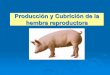 Producción y Cubrición de la hembra reproductora · ... Manejo de estimulación de las primerizas (II) 1) Introducción en la granja o unidad de ... (4 cerdas se pondrán en celo)