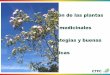 La comercialización de las plantas aromáticas y medicinales …apsb.ctfc.cat/wp-content/uploads/2018/03/07-2018-Jornada-PATT-S... · Conflent, Parc Regional des Pyrenées Catalanes,