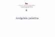 Facultad de Medicina Universidad de ... - histologia.uchile.cl palatina.pdf · Amigdala palatina: porción oral, lecho conectivo. Amígdala palatina. Amígdala palatina. Amigdala