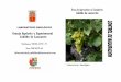 Granja Agrícola y Experimental Cabildo de Lanzarote · Síntesis de aromas varietales: ... Disminuyen los aromas herbáceos, y de pimiento verde, en uvas con pirazinas en su constitución