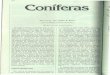 164 Coniferas - Diseño de jardines y obras de jardinería ...kasakujardines.es/wp-content/uploads/2012/04/Clavres-Identificar... · que presentan ciertas semejanzas de or- ... Entre