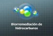 Biorremediación de hidrocarburos · Hidrocarburos Tipos Alifáticos Aromáticos Alquinos Alquenos Alcanos . Explotación de hidrocarburos en la Patagonia . Cuenca Neuquina Vaca Muerta