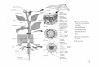 Fig. 1.1. Estructura vascular (dicotiledónea). A) Esquema tridi ...clluch/Archivos/histol3.pdf · Estructura típica de una planta vascular (dicotiledónea). A) Esquema tridi-mensional