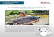 PDF PRUEBA Piscicultura 2 - Inicio - Responsabilidad ... • Manejo de 500 juveniles de “paiche” en estanques para engorde y venta de carne y la ... • Entrega de 180,000 alevinos