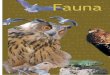 Fauna aves ORDEN ACCIPITRIFORMES - Pilar de la Horadada · Aves. Fauna aves. Águila ... más grande de unos 38 cm., tiene las partes superiores pardus- ... gran mancha blanca en