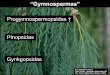 Presentación de PowerPoint - UNLP 7... · Señale cuáles de los sigientes cambios evolutivos pertmitió la aparición de las plantas ... anterozoides ciliados –semillas con simetria