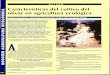 Características del cultivo del olivar en agricultura ... · dad biológica del suelo está estrechamente relacionada con el com- plejo húmico-arcilloso y éste, a su vez, está