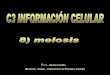 J. L. Sánchez Guillén IES Pando - Oviedo …cosmolinux.no-ip.org/recursos_aula/BIO1erBAT/Citologia/I...8 LA MEIOSIS CONCEPTO La meiosis es un mecanismo de división celular que permite