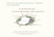 CITOSOL CITOESQUELETO - … · Atlas de histología vegetal y animal. Universidad de Vigo. El citosol es la parte del citoplasma sin los orgánulos y sin el núcleo, mientras que