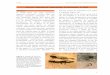 Corzo Capreolus capreolus (Linnaeus, 1758) - secem.es · 2 Tabla 1. Tamaño (en cm) de las huellas de corzo tomadas en Las Merindades (Burgos) y Puerto del Escudo (Cantabria). Medidas