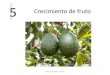 Crecimiento de frutocametrading.com/.../01-Crecimiento-de-Fruto.pdf · Cuajado de frutitos * Velocidad de crecimiento TP ** Temperaturas: Max / Min ** Calidad del tejido de la flor