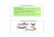 ARTRÓPODOS - IES MARIA MOLINERies-mariamoliner.centros.educa.jcyl.es/sitio/upload/artropodos.pdf · PARTES DEL ALAS ANTENAS PATAS CUERPO CLASE ... que son utilizados para inocular