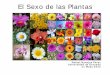 El Sexo de las Plantas - wpd.ugr.eswpd.ugr.es/~rnavajas/wp-content/uploads/2017/03/sexo_plantas.pdf · El Sexo de las Plantas Aristóteles y su pupilo Teofrasto, Siglo IV a.C. Clasifican