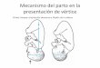 Mecanismo del parto en la presentación de vértice - NOTICIASuvsfajardo.sld.cu/sites/uvsfajardo.sld.cu/files/parto_normal_dr... · Mecanismo del parto en la presentación de vértice