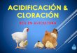 ACIDIFICACIÓN & CLORACIÓN - Panachlorpanachlor.com/wp-content/.../Acidificacion-Cloracion-en-Avicultura.pdf · significativa bajar el pH de cualquier medio ambiente. ... • El