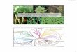 Diversidade das eufilófitas monilófitas (samambaias ... · 01/10/2014 1 Diversidade das eufilófitas monilófitas (samambaias, cavalinhas e outras) --2014 Unicontes Excavados Cromoalveolados