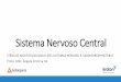 Sistema Nervoso Central - s71996193e960ef90.jimcontent.com · •O cerebelo está localizado entre a parte posterior do cérebro e a ponte, no tronco encefálico. Tem estrutura parecida