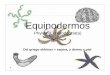 Equinodermos - Método-IV-405mtodo-iv-405.yolasite.com/resources/Equinodermos.pdf · Generalidades Son deustorostomados, marinos, sésiles y bentónicos. Poseen una simetría corporal