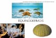 EQUINODERMOS - japt.esjapt.es/animalia/equinodermos.pdf · Equinodermos - Animales triblásticos, celomados, deuterostomos -Cuerpo no segmentado con simetría radial pentámera -