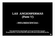 LAS ANGIOSPERMAS (Parte V) - botanicarum.weebly.combotanicarum.weebly.com/uploads/5/4/7/6/54762723/107_angiospermas... · LAS ANGIOSPERMAS (Parte V) - INFLORESCENCIAS - Esta presentación
