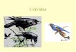 Corvidae - UFPA de... · CRESTLESS GARDENER Amblyopnis znornalus ('stern Nev.' Guinea 9 in. BOWERBIRD Chlamydera gnaru/ata ORANGE-CRESTED GARDENER subalan,v Southeastern