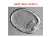 GASTRULACION - dbbe.fcen.uba.ar · Gastrulación - Movimientos celulares que culminan en la formación de las 3 capas germinales: ectodermo, endodermo, mesodermo. - von Baer (1828):
