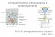 Compartimentos intracelulares e endereçamento 4 Enderecamento... · Transporte mediado: as proteínas se movimentam entre o citosol e o núcleo por meio dos poros nucleares (funcionam