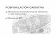 FOSFORILACIÓN OXIDATIVA - depa.fquim.unam.mxdepa.fquim.unam.mx/amyd/archivero/FosforilacionOxidativa_33246.pdf · (fosforilaciÓn oxidativa) consta de una serie de transportadores