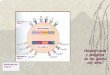 Polimorfismo y poligenia de los genes del MHC Moléculas de ...files.sld.cu/patologiaclinica/files/2010/06/5ta-moleculas-mhc-y... · del MHC II o expresen la molécula co-estimuladora