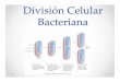 División’Celular’ Bacteriana1cursosdrarodriguez.weebly.com/.../1/0/2/1/10218223/divison_celular.pdf · importante en div. celular de eucariotas) • Filamentous temperature sensitive